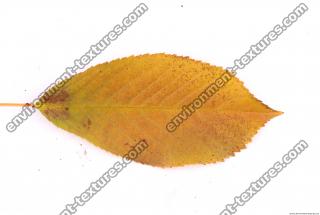 Photo Texture of Leaf 0082